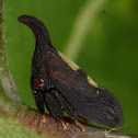 Two-marked treehopper