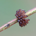 Tortoise Leaf Beetle (eggs)