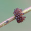 Tortoise Leaf Beetle (eggs)