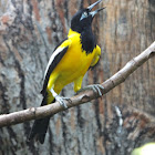 Venezuelan Troupial