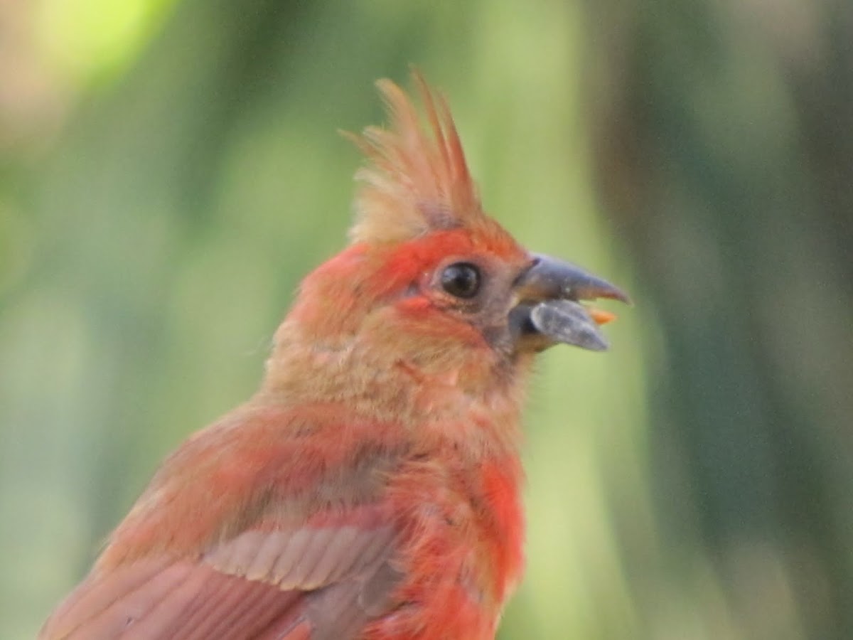 Cardinal-male juvenile