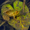 American bullfrog (juvenile)