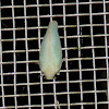 Flatid planthopper