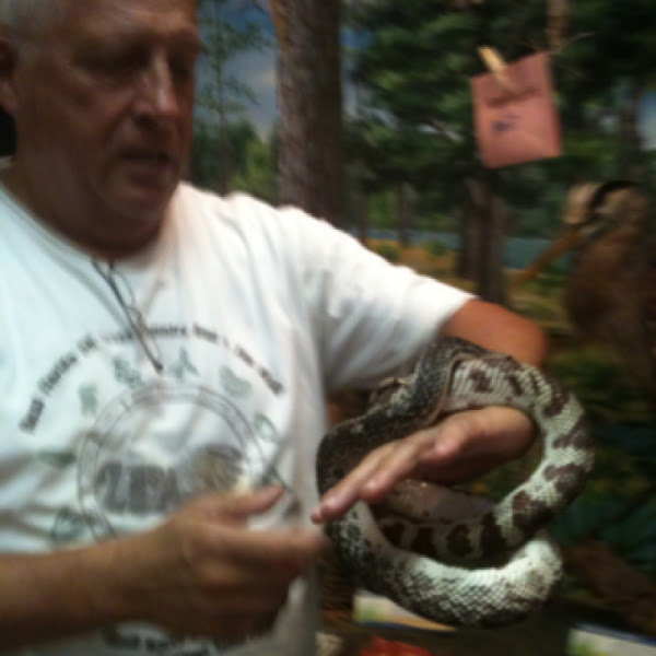 Florida Pine Snake Project Noah