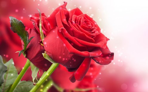 Lastest Rose Wallpaper APK