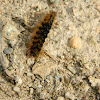 Muslin Moth larva