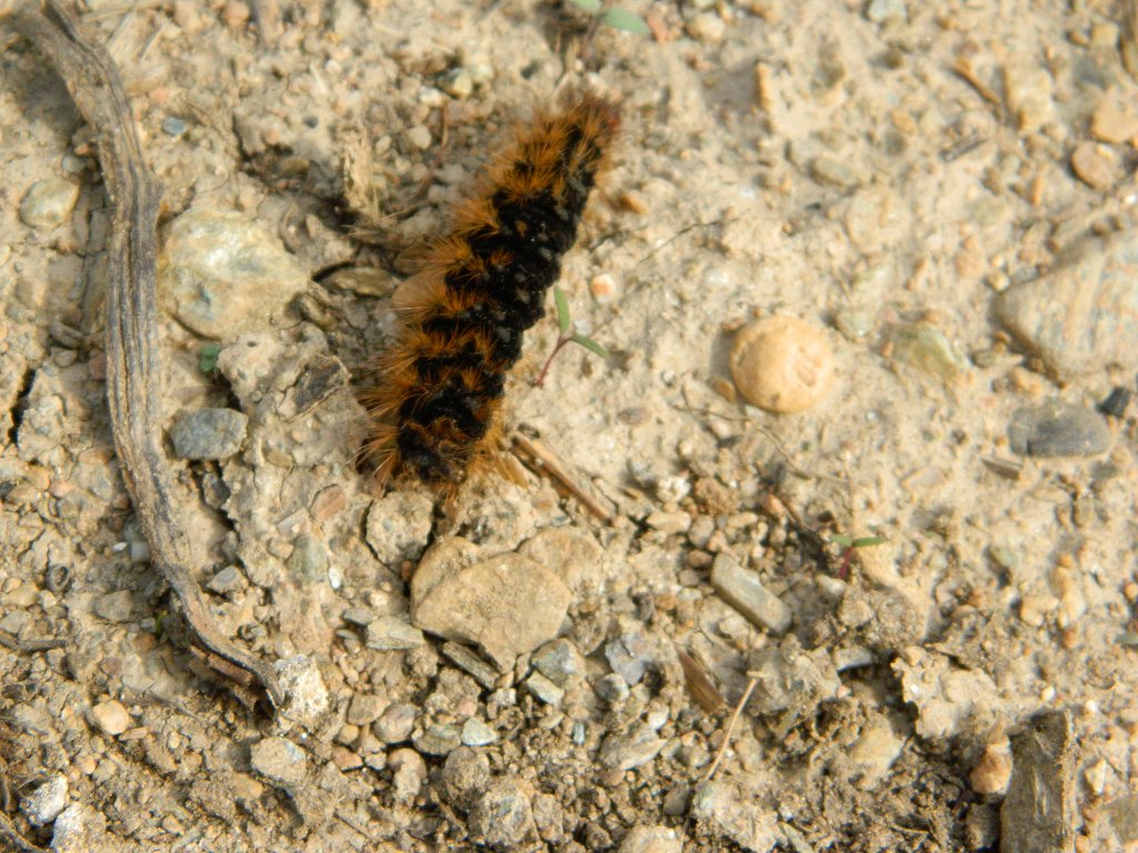 Muslin Moth larva
