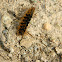 Muslin Moth larva