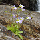 Common Butterwort