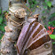 Palm King Moth