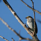 Savannah Sparrow