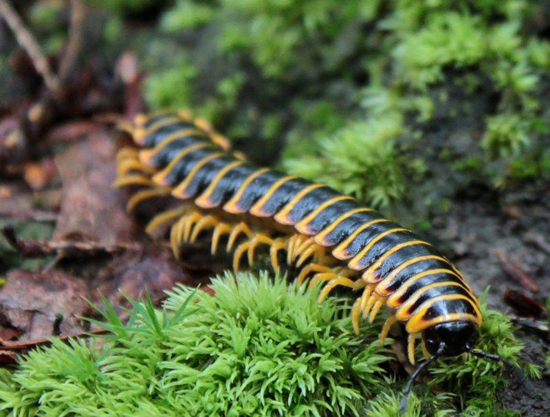 Polydesmid Millipede