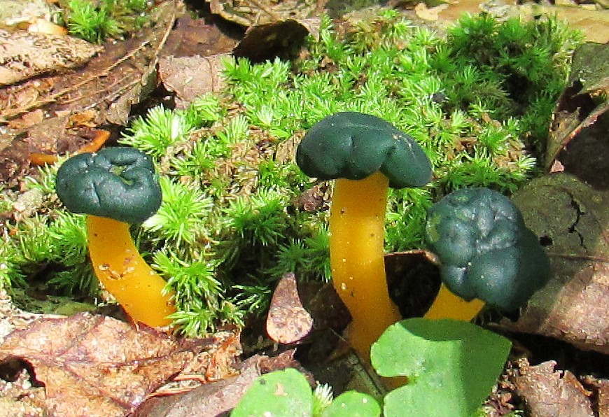 Green-headed Jelly Club fungus