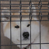 Akita Inu, Great Japanese Dog