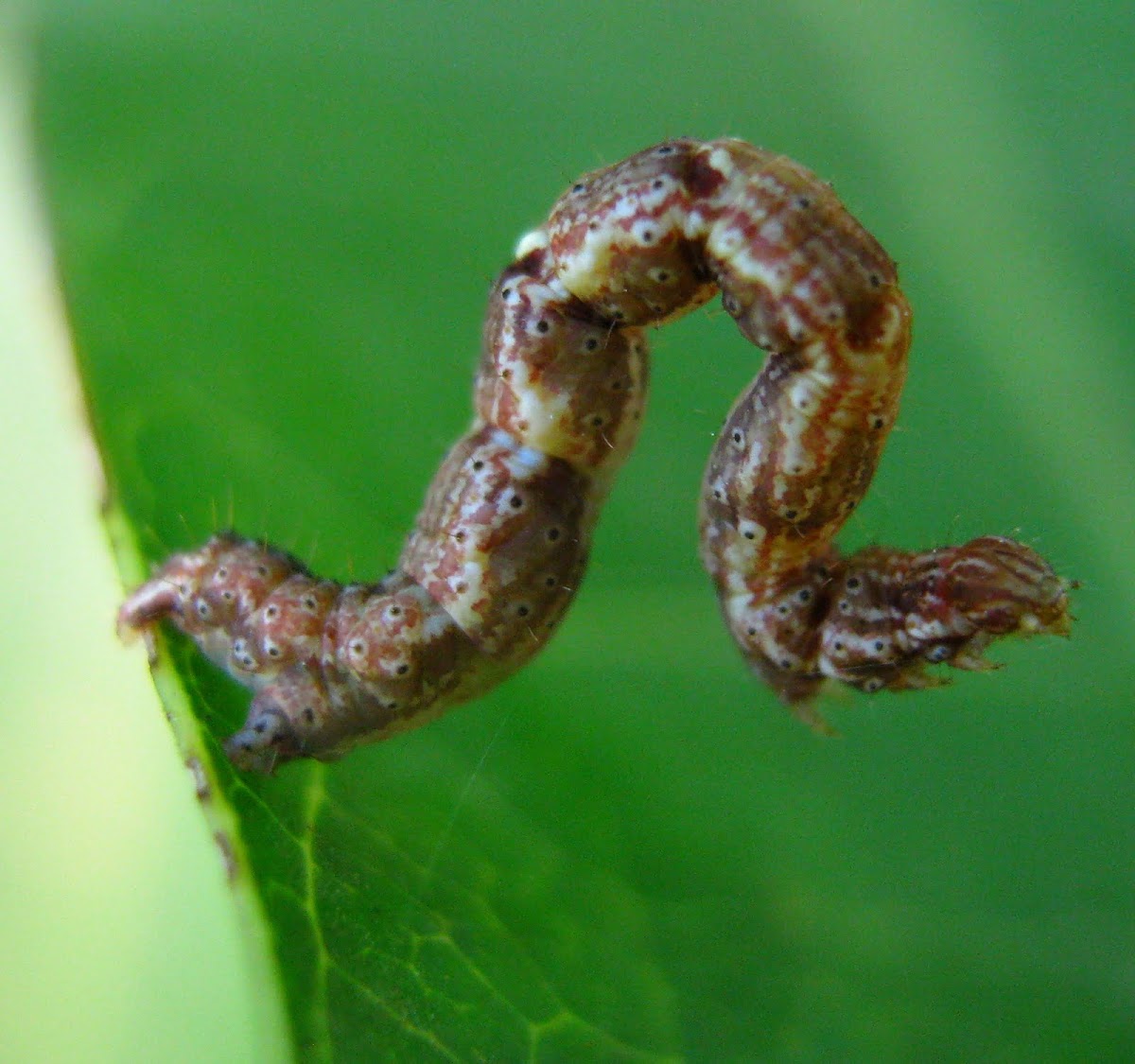Catterpilar, Larvae