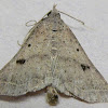 Bent-winged Owlet Moth