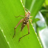 New Guinea rainforest cricket
