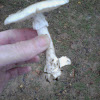 Destroying Angel