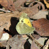 Dainty Sulphur