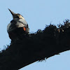 Great Spotted Woodpecker, pico picapinos
