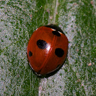 5-spot Ladybird