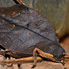 Dead Leaf Mimetica/Katydid