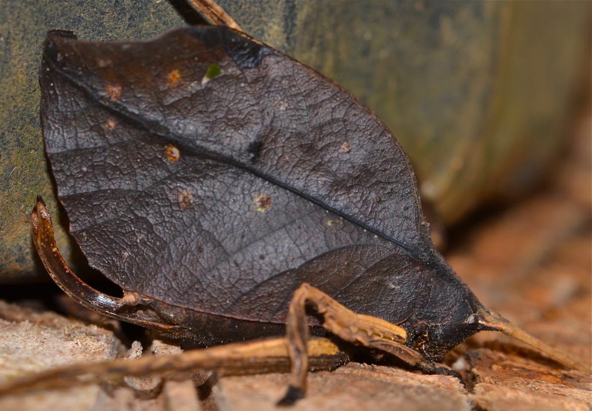 Dead Leaf Mimetica/Katydid