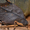 Dead Leaf Mimetica/Katydid