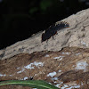 Trilobite Beetle