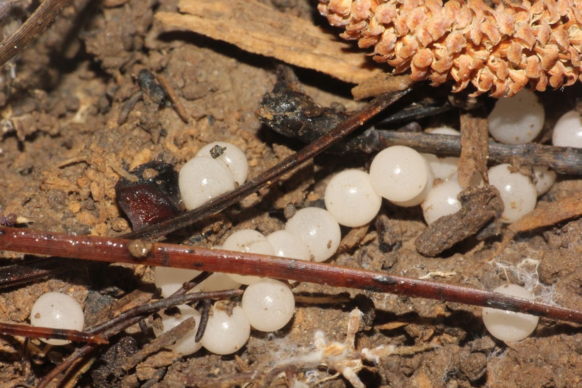 Southern Two-Lined Salamander Eggs