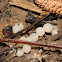 Southern Two-Lined Salamander Eggs