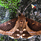 Moth