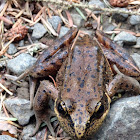 Red-legged Frog