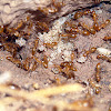 Ant + Larvae?