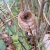 Chinese mantis Ootheca (egg case)