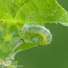 Leaf roller moth caterpillar