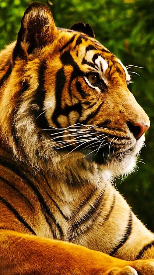 Tigers Live Wallpaper - screenshot