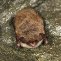 Northern Long-eared Bat