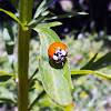 Joaninha (Harmonia ladybug)