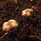 Chlorophyllum molydbides