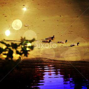 ducks in pond by Terenti Bittner - Animals Birds