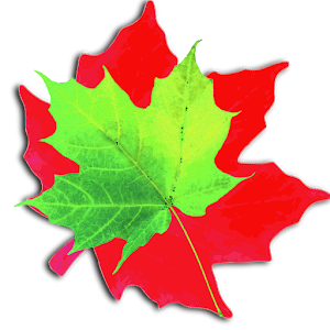 Toddler Game Water Ripple Leaf 1.0