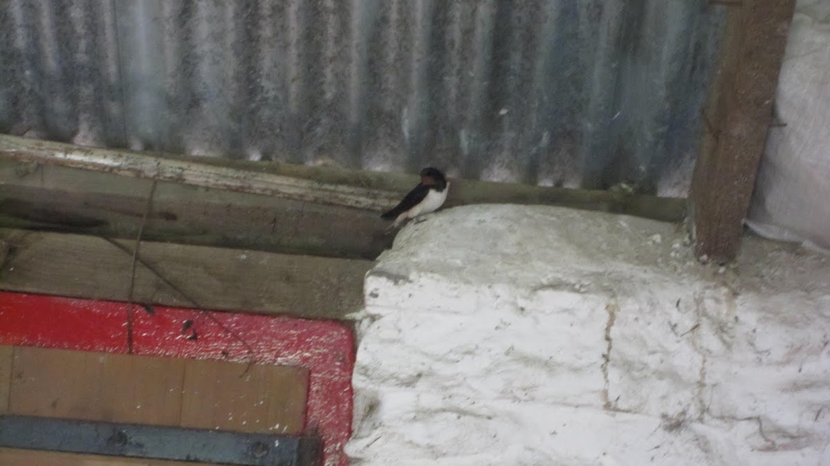 cliff swallow