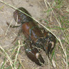 Cangrejo señal - Signal crayfish