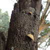Crepidotus Fungi