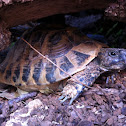 Greek Tortoise