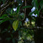Ficus tuerekoeimii