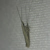 Casebearer Moth