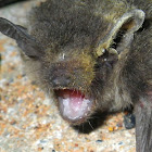 Vesper bat