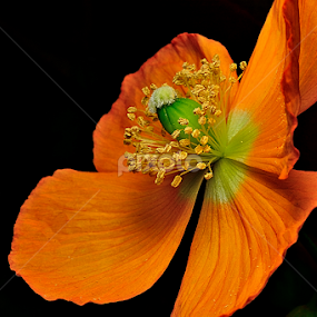 Orange Poppy by Nizam Akanjee - Flowers Single Flower